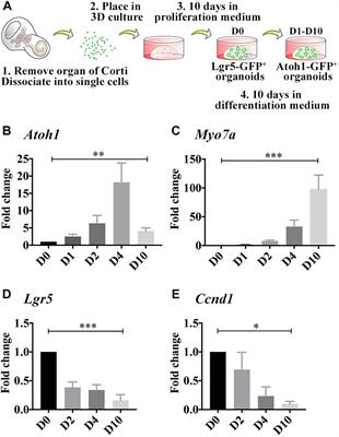 Applications of Lgr5-Positive Cochlear Progenitors (LCPs) to the Study of Hair Cell Differentiation